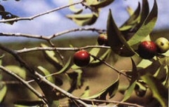 O arbusto camu-camu encontrado em regiões alagadas da Amazônia. - Imagem: ©