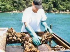 Cultivo de mexilhões em Ubatuba, litoral de São Paulo. - Imagem: © Divulgação