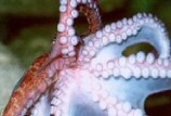 Polvo - Octopus Vulgaris - Foto: © Aquário de Ubatuba