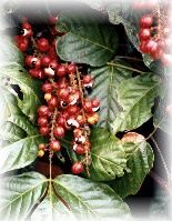 Guaraná