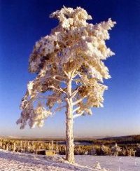 Paisagem da Lapônia